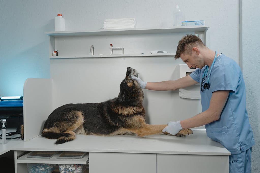 Signs and Symptoms of FCE in Dogs A veterinarian checks a German Shepherd dog in a sterile clinic environment.