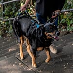 Lifting Your Dog Safely After an FCE kelpie cross in support harness