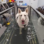 white shepherd white shepherd