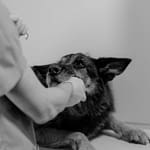German Shepherd during German Shepherd during exam