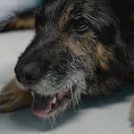 Sudden Paralysis in Dog A vet examines an elderly German Shepherd during a routine checkup at a clinic.