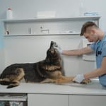 Signs and Symptoms of FCE in Dogs A veterinarian checks a German Shepherd dog in a sterile clinic environment.