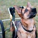 FCE Recovery Timeline shepherd on wheelie
