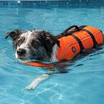 The Best Hydrotherapy Jackets in 2026 dog in hydrotherapy jacket