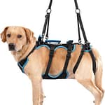 The Best Full-Body Harness for Dogs in 2026 image