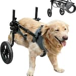 Buyer’s Guide: Dog Wheelchairs and Carts image