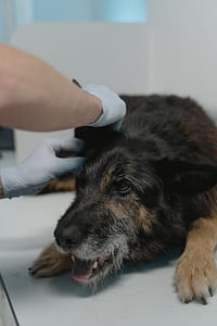 Sudden Paralysis in Dog A vet examines an elderly German Shepherd during a routine checkup at a clinic.