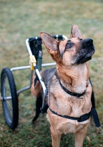 FCE Recovery Timeline shepherd on wheelie