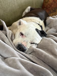 Flynn's FCE Story spoilt dog