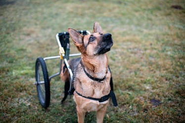 shepherd on wheelie shepherd on wheelie