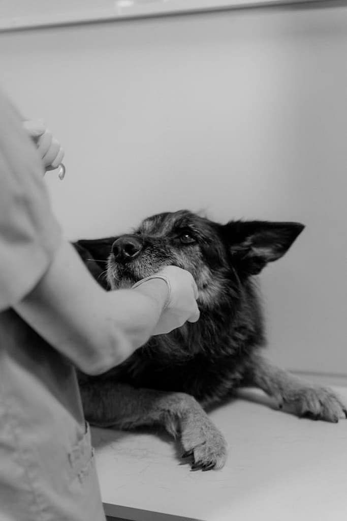 Resources German Shepherd during exam