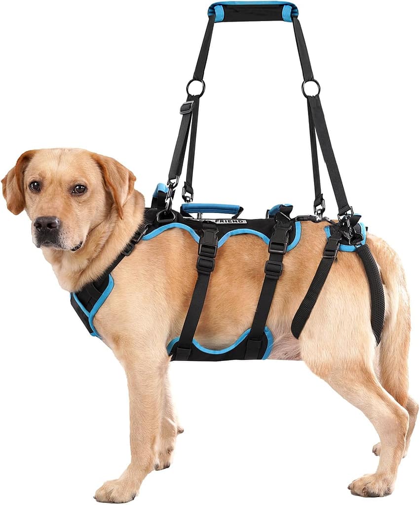 The Best Full-Body Harness for Dogs in 2026 image